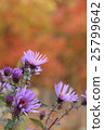 Autumn leaves and flowers 25799642