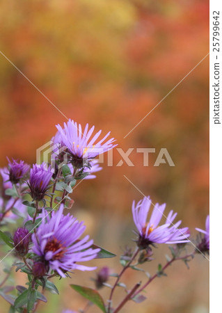秋葉和花 秋葉和花 25799642