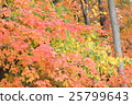 Maple autumn leaves 25799643