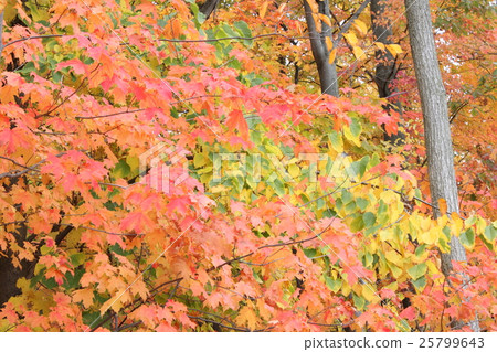 Maple autumn leaves Maple autumn leaves 25799643