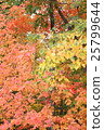 Maple autumn leaves 25799644