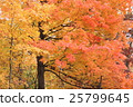 Maple autumn leaves 25799645