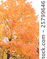 Maple autumn leaves 25799646