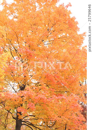 Maple autumn leaves Maple autumn leaves 25799646
