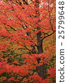 Maple autumn leaves 25799648