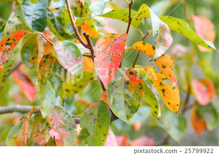 Oyster leaves 25799922