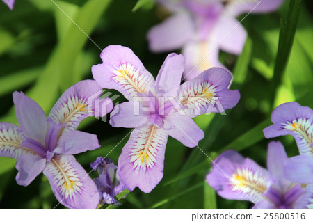 花漬(Azumiyama公園) 花漬(Azumiyama公園) 25800516