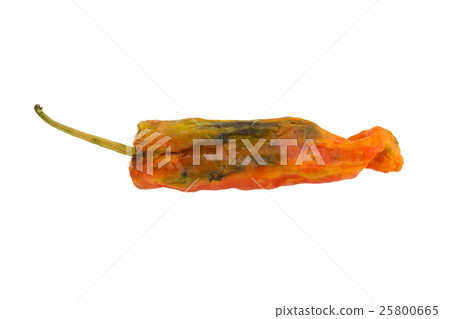 rotten pepper isolated on white background rotten pepper isolated on white background 25800665