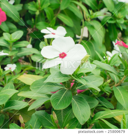 White periwinkle flower, selective focus White periwinkle flower, selective focus 25800679
