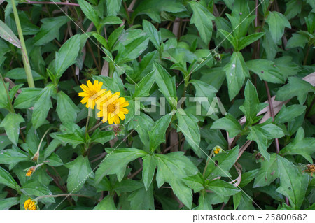 Wedelia flower with green leaves from top view 25800682