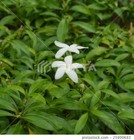 Inda flower, selective focus, with green leaves 25800683