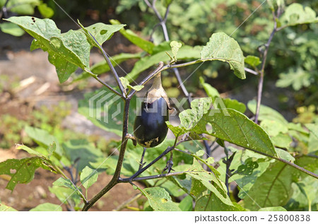 Eggplant (eggplant) 25800838