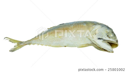 Fresh mackerel fish isolated on the white backgrou Fresh mackerel fish isolated on the white backgrou 25801002