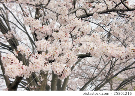 Cherry tree in full bloom Cherry tree in full bloom 25801216