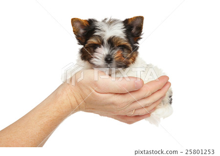 Biewer York puppy in hand Biewer York puppy in hand 25801253