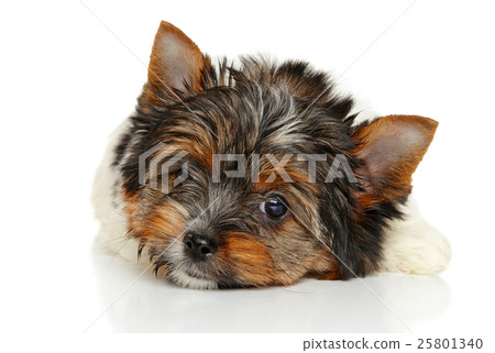 Biewer York puppy 25801340