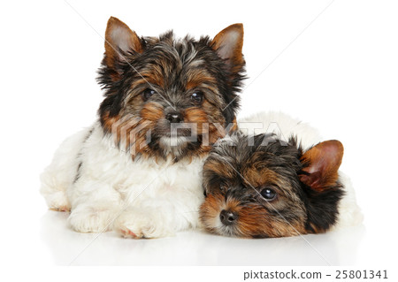 Biewer Yorkshire terrier puppies 25801341
