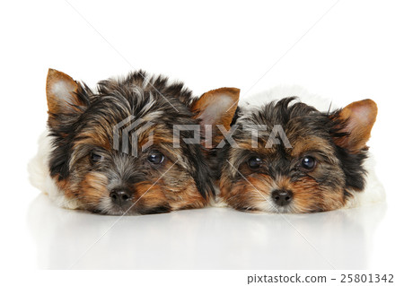 Biewer Yorkshire terrier puppies 25801342