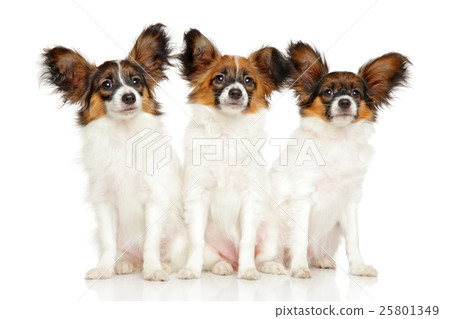 Group of Papillon dog puppies Group of Papillon dog puppies 25801349