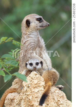 Parent and child of Meerkat 25801538