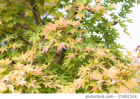 colored maple 25802324