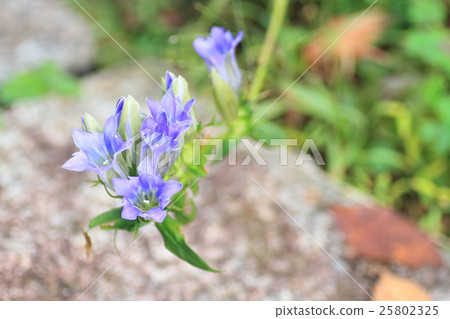 Gentian flowers 25802325