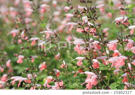 Salvia Cochinaea Flower 25802327
