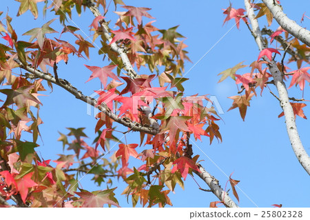 Autumn leaves of Momigiba Fut 25802328