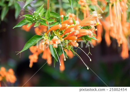 orange flower orange flower 25802454