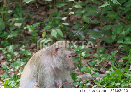 Monkey live in nature 25802460