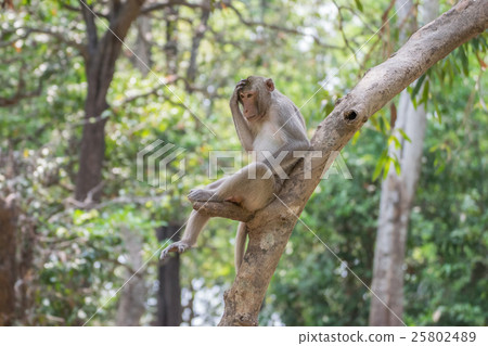 Monkey live in nature Monkey live in nature 25802489