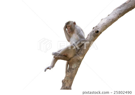 Monkey live in nature Monkey live in nature 25802490