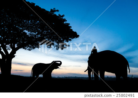 Elephant silhouette Elephant silhouette 25802491