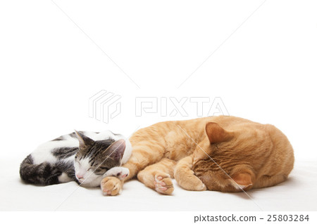 睡覺接近茶老虎的貓的小貓 睡覺接近茶老虎的貓的小貓 25803284