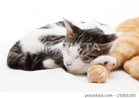 睡覺接近茶老虎的貓的小貓 25803285