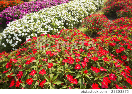 Flower garden wallpaper one side Flower garden wallpaper one side 25803875