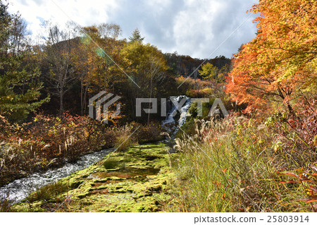Autumn Leaves and Chaebolga Mongolia Autumn Leaves and Chaebolga Mongolia 25803914