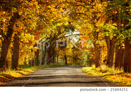 alley in autumn 25804251