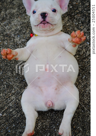 Young french bulldog lie supine with eye popper. Young french bulldog lie supine with eye popper. 25804551
