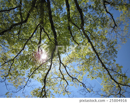 Sunbeams 25804916