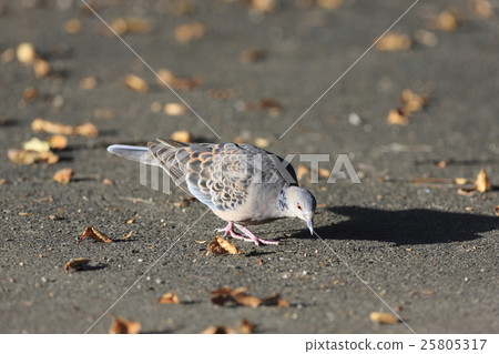 Turtledove Turtledove 25805317