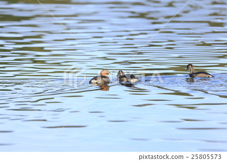 Kaizuburi的育兒 25805573