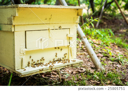 Bees at beehive 25805751