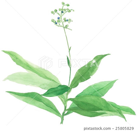 Yabu Miuga 1 25805829