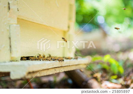 Bees at beehive 25805897