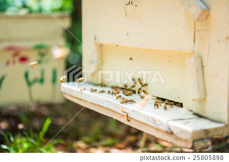 Bees at beehive 25805898