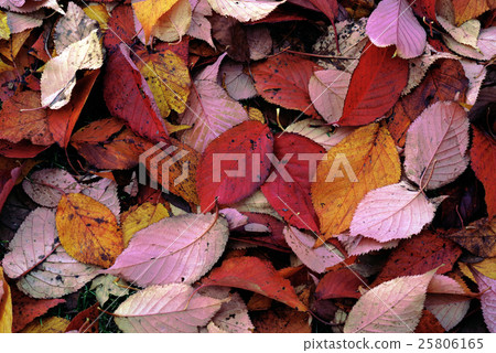 落葉 25806165