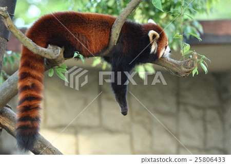 Lesser panda Lesser panda 25806433