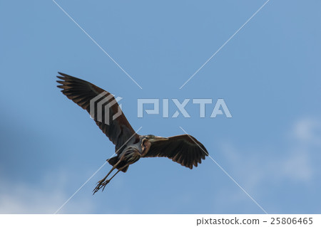 Purple Heron Taking Flight Purple Heron Taking Flight 25806465