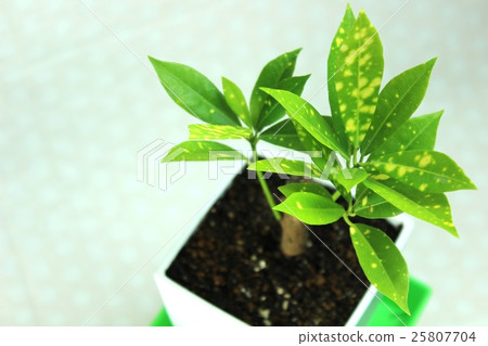 Still small croton potted plant Still small croton potted plant 25807704